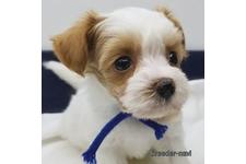 ♀︎マルプー:マルチーズ×トイプードル