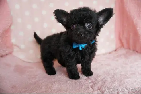 長崎県のミックス チワプー チワワ トイプードル 男の子 22 07 05生まれ ブラック 黒 子犬id ブリーダーナビ