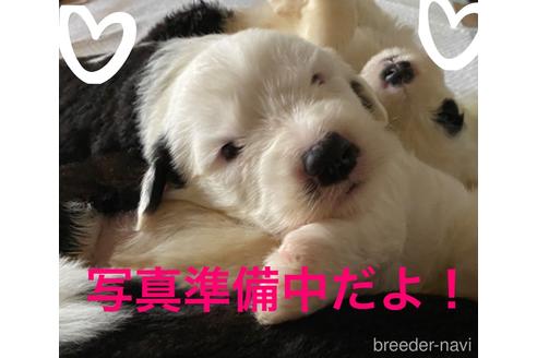 オールドイングリッシュシープドッグの子犬を探す ブリーダーナビ