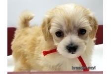 ♀︎マルプー:マルチーズ×トイプードル