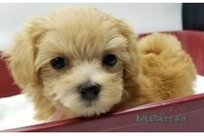 ♀︎マルプー:マルチーズ×トイプードル