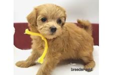 ♀︎マルプー:マルチーズ×トイプードル