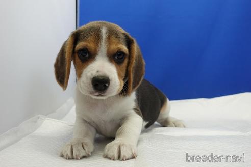 ビーグルの子犬を探す ブリーダーナビ