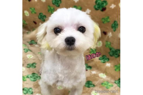 販売中のマルチーズの親犬