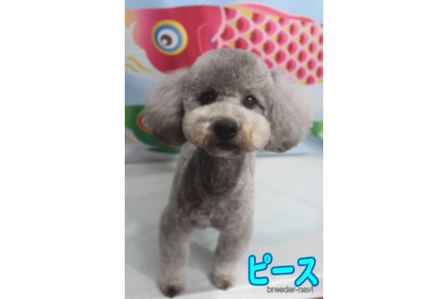 販売中のトイプードルの親犬