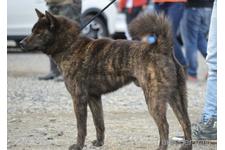 大谷未幸ブリーダー