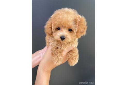 愛媛県のトイプードル 男の子 22 06 23生まれ アプリコット 子犬id ブリーダーナビ
