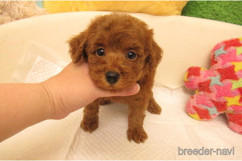トイプさん 関西でトイプードルの子犬を探す（143ページ目）｜ブリーダーナビ