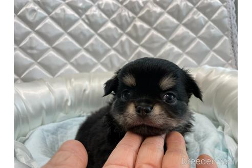 愛媛県のチワワ ロングコート 男の子 22 08 11生まれ ブラック系 子犬id ブリーダーナビ