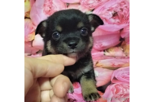 鹿児島県のミックス犬 男の子 22 05 生まれ ブラックタン 子犬id 0192 ブリーダーナビ 鹿児島県のミックス犬 男の子 22 05 生まれ ブラックタン 子犬id 0192 ブリーダーナビ