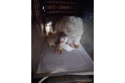 販売中のマルチーズの親犬