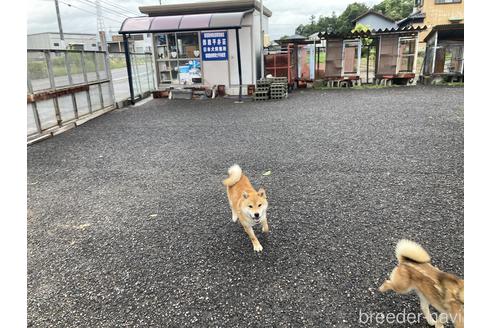 平井政芳ブリーダーの詳細