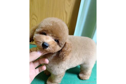 末田雅裕ブリーダーの詳細