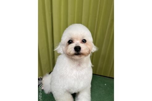 末田雅裕ブリーダーの詳細
