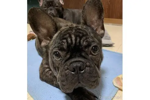 三重県のフレンチブルドッグ 男の子 22 03 12生まれ ブリンドル 子犬id 0281 ブリーダーナビ