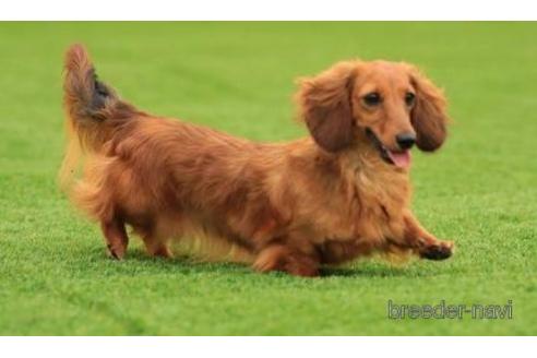 販売中のミニチュアダックスフンド(ロングヘアード)の親犬