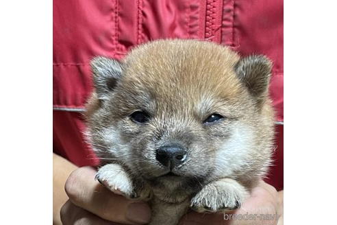 千葉県の豆柴｜男の子・赤色(親犬ID：3410)