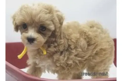 東京都のミックス マルプー マルチーズ トイプードル 女の子 22 08 06生まれ アプリコット 子犬id ブリーダーナビ