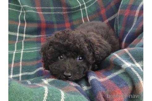 宮城県のトイプードル 男の子 22 07 19生まれ グレー 子犬id 05 ブリーダーナビ