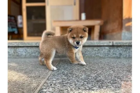 香川県の豆柴 男の子 22 08 15生まれ 赤色 子犬id 1127 ブリーダーナビ 香川県の豆柴 男の子 22 08 15生まれ 赤色 子犬id 1127 ブリーダーナビ