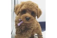 ♀︎マルプー:マルチーズ×トイプードル