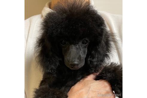 ブラック(黒)のトイプードルの子犬を探す|ブリーダーナビ