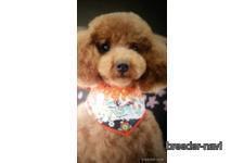 尺采ブリーダー