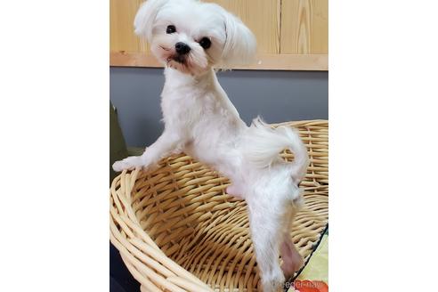 ののマルチーズ-