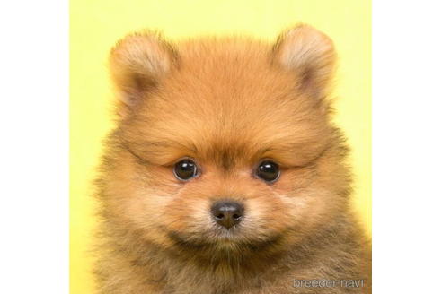 千葉県のポメラニアン 男の子 22 08 10生まれ オレンジセーブル 子犬id 2125 ブリーダーナビ