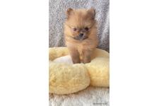 ♀︎ポメラニアン