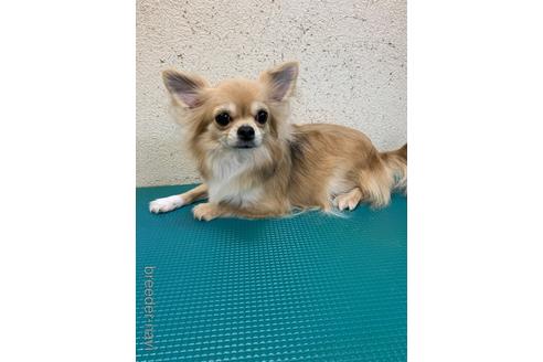 販売中のチワワ(ロングコート)の親犬