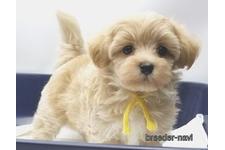 ♀︎マルプー:マルチーズ×トイプードル