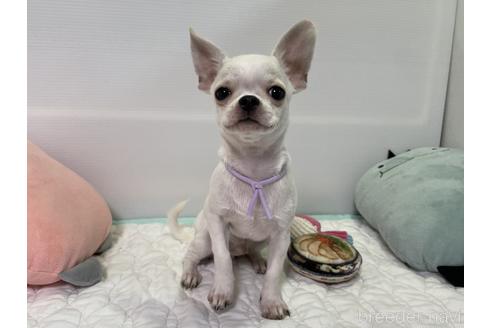 栃木県のミックス犬 男の子 22 06 11生まれ ホワイト クリーム 子犬id ブリーダーナビ 栃木県のミックス犬 男の子 22 06 11生まれ ホワイト クリーム 子犬id ブリーダーナビ