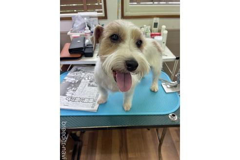 販売中のジャックラッセルテリアの親犬