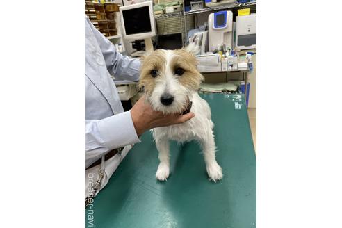 販売中のジャックラッセルテリアの親犬