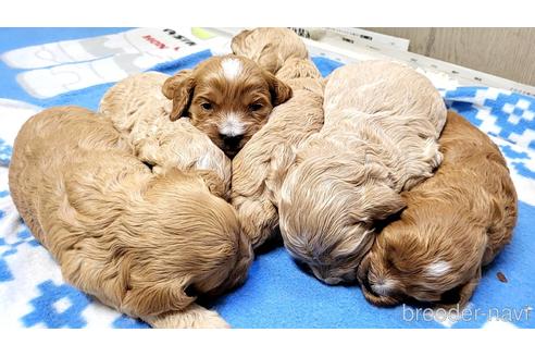 東京都のミックス犬 女の子 22 09 23生まれ バフ 子犬id ブリーダーナビ 東京都のミックス犬 女の子 22 09 23生まれ バフ 子犬id ブリーダーナビ