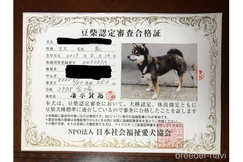 愛知県の豆柴｜男の子・2019年08月14日生まれ・黒色(親犬ID：7130)
