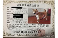 母親犬