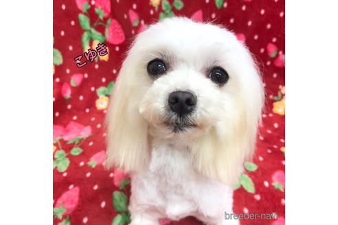 販売中のマルチーズの親犬