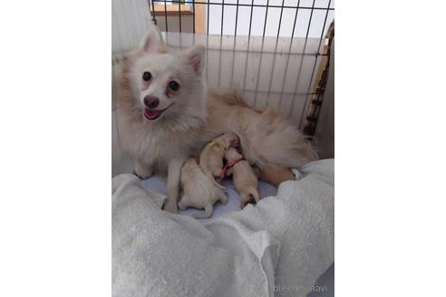 販売中のポメラニアンの親犬
