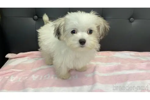 兵庫県のミックス チワマル チワワ マルチーズ 女の子 22 05 26生まれ ホワイト 白 子犬id 1971 ブリーダーナビ