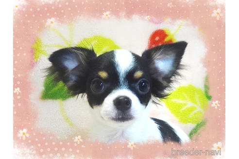 限定製作 Alice 羊毛フェルト チワワブラタンホワイト 子犬ちゃん おもちゃ 人形 Www Villanideluca Com