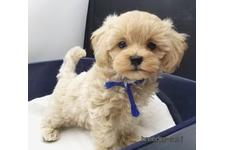 ♀︎マルプー:マルチーズ×トイプードル