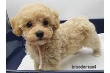 ♀︎マルプー:マルチーズ×トイプードル