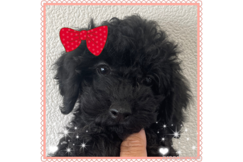 ブラック(黒)のトイプードルの子犬を探す|ブリーダーナビ