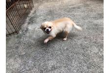 父親犬