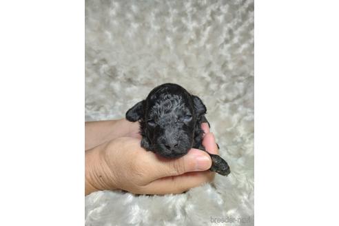 ブラック(黒)のトイプードルの子犬を探す|ブリーダーナビ