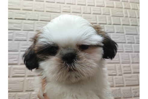 シーズーの子犬を探す ブリーダーナビ