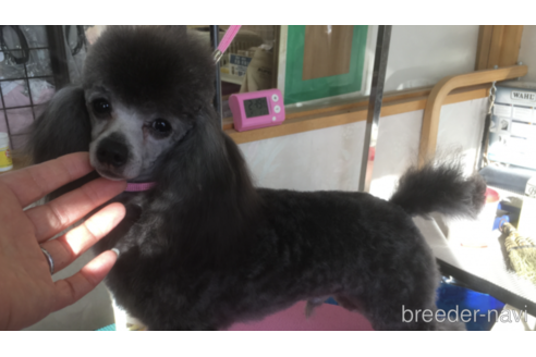 販売中のタイニープードルの親犬