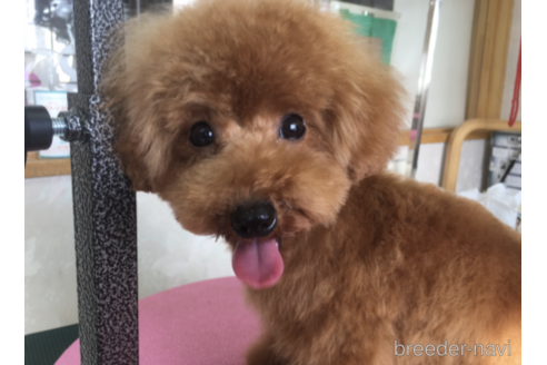 販売中のトイプードルの親犬
